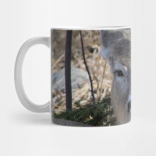 White tailed deer chillin. Mug